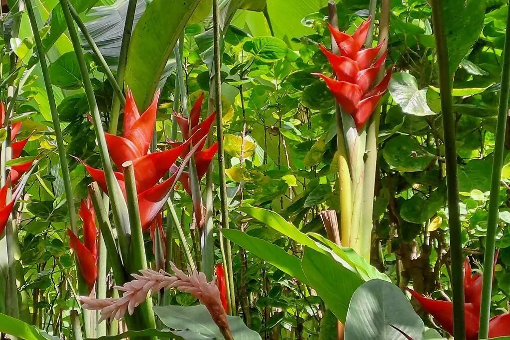 Ferienhaus Bungalow Le Manguier Duzer Sainte-Rose Guadeloupe